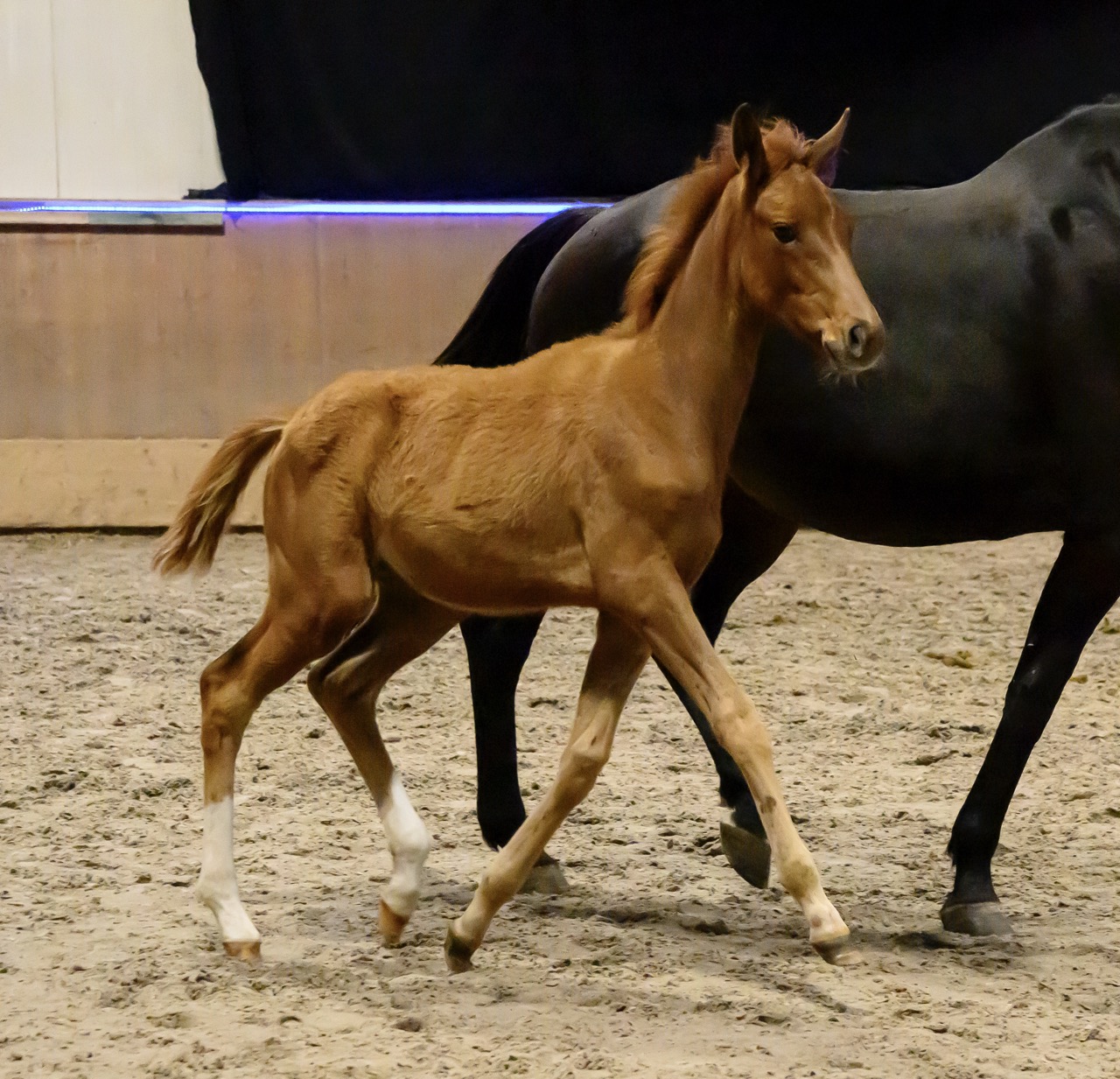 Fohlenschau der Ostsee-Trakehner, Verkaufspferdepräsentation und Fohlenparty